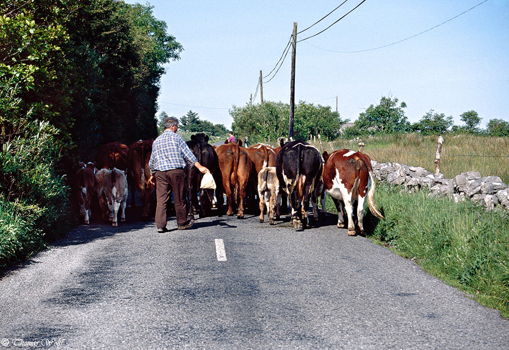 My Éire - 'Heavy traffic'