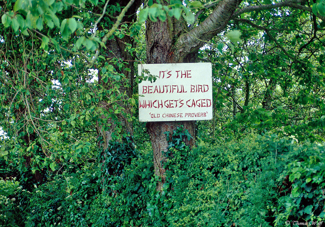 Mein Irland - 'It's the beautiful bird...'