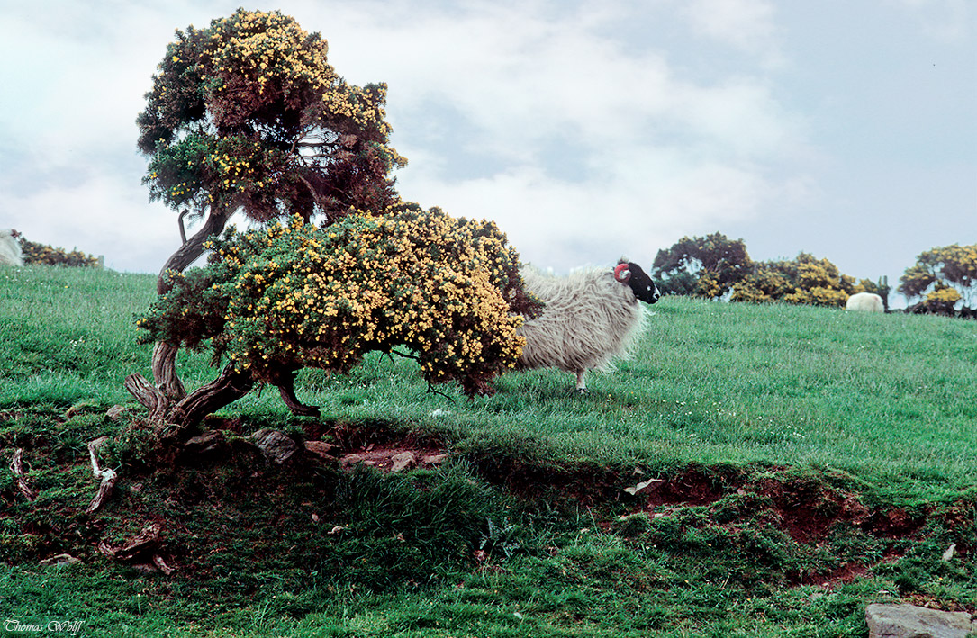 Mein Irland - 'Rückenwind'