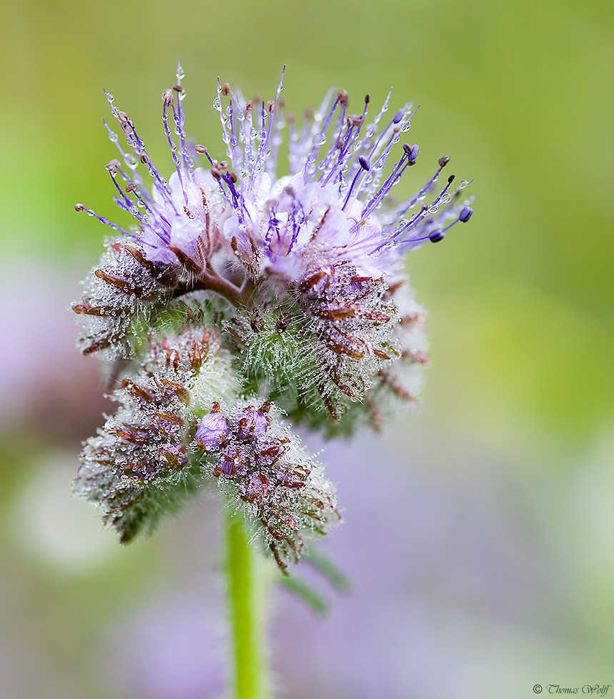 Perlen der Natur...