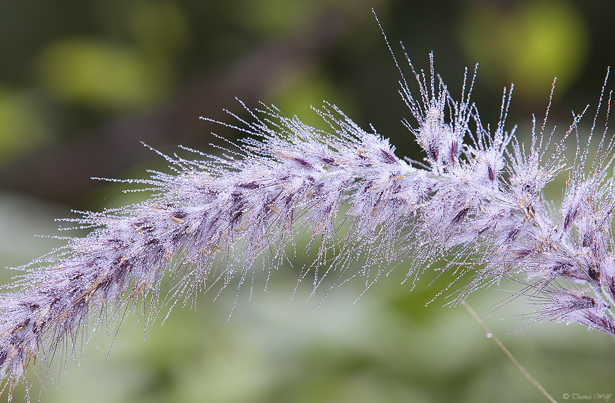 Perlen der Natur...