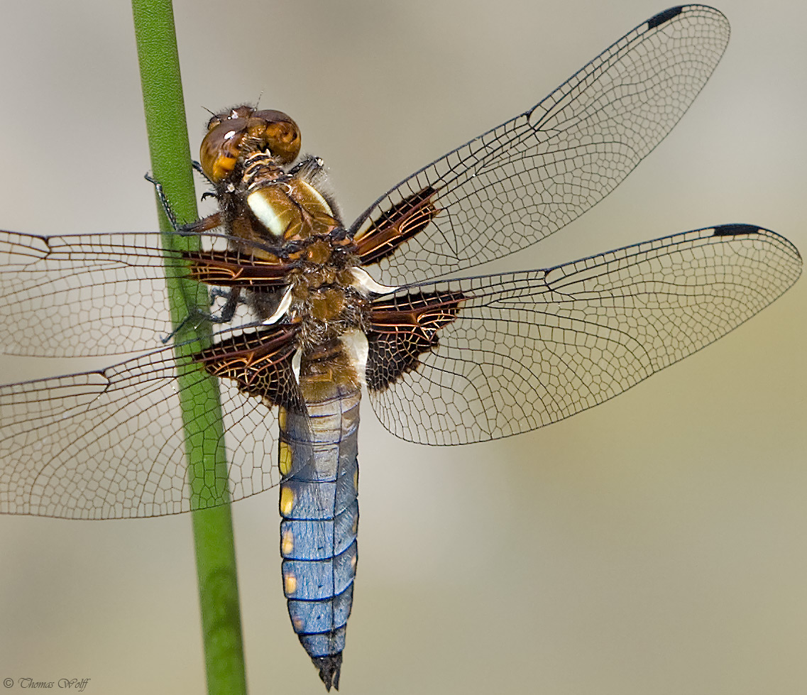 Libellula depressa...