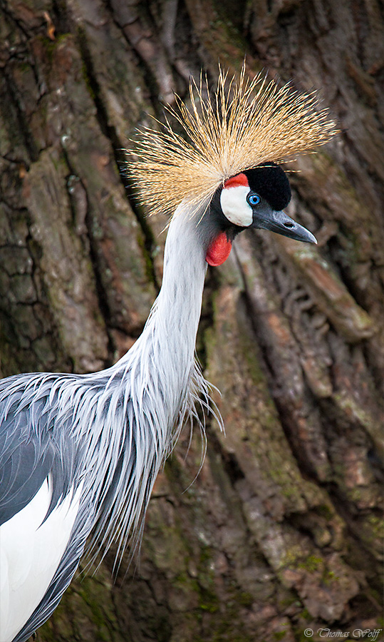 Another bad hair day...