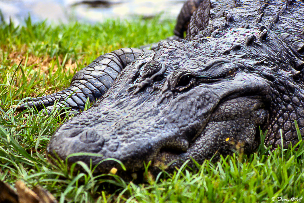 Die Herrscher der Everglades...