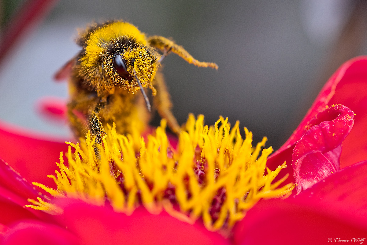 Pollen intoxication — a busy bee's delight...