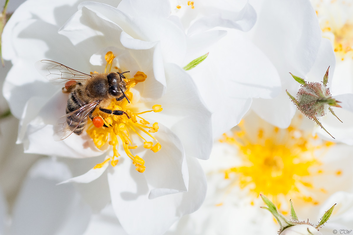 Im Pollenrausch — die kleinen Freuden einer Biene...