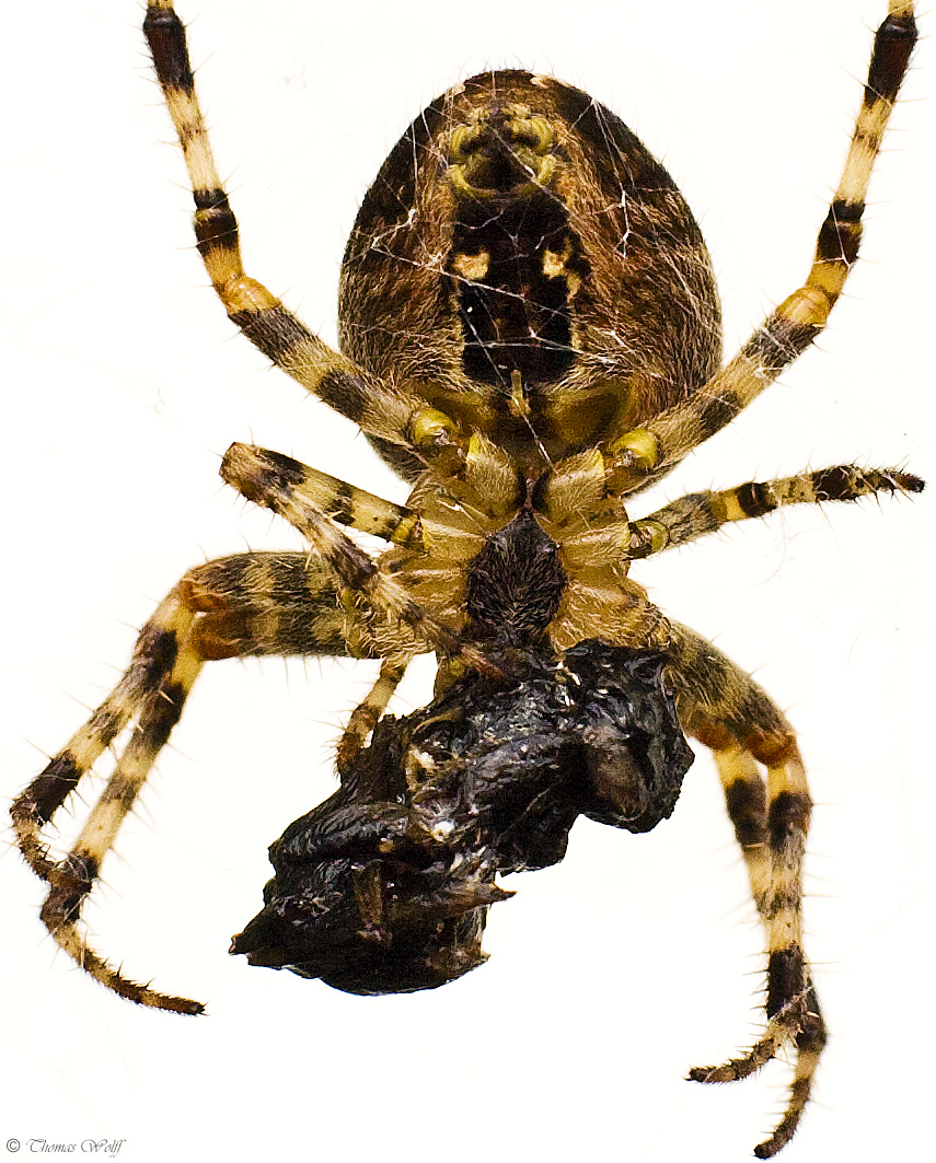 Garden spider with prey...